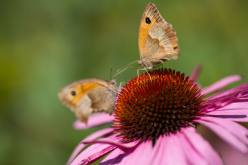 2 Dickkopffalter auf Echinacea