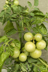 green tomato fruit on the plant