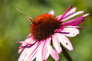 Schmetterling auf Echinacea