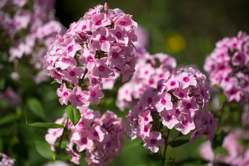 Glattblatt-Aster, Aster novi-belgii