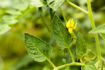 yellow flower tomato
