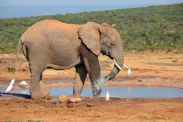 Obraz premium An African elephant (Loxodonta africana) at a waterhole, Addo Elephant National Park, South Africa
