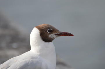 mouette