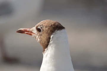 mouette
