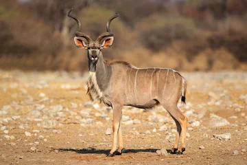Fotobehang Mannelijke koedoe-antilope (Tragelaphus strepsiceros) in natuurlijke habitat, Etosha National Park, Namibië © EcoView