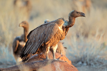 White-backed vultures (Gyps africanus) scavenging on a carcass, South Africa