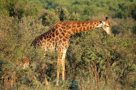 A giraffe (Giraffa camelopardalis) feeding on an Acacia tree, South Africa