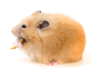 a cute little hamster on white background