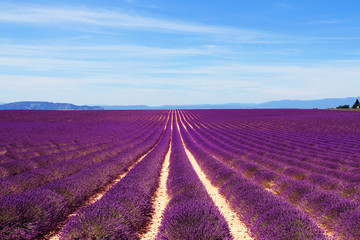 Fototapeta na wymiar Lavender field at the plateau of Valensole in Provence, France
