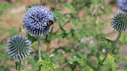 Kugeldisteln - Echinops