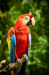 Close up of scarlet macaw parrot