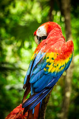 Fototapeta na wymiar Close up of scarlet macaw parrot