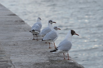 mouette