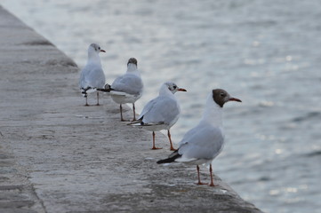 mouette