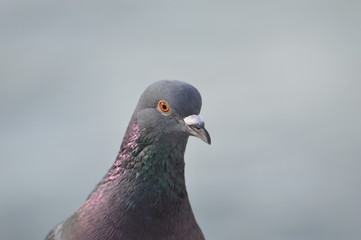 pigeon