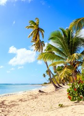 Obraz premium Caribbean beach in Dominican Republic