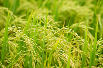 rice field