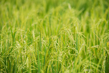 rice field