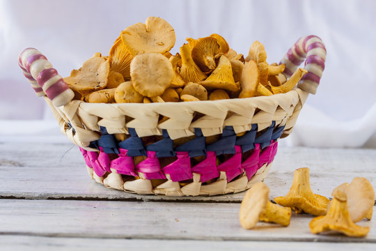 Wicker basket of chanterelle