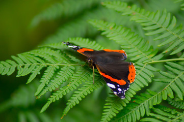 Fototapeta na wymiar Schmetterling auf Farn