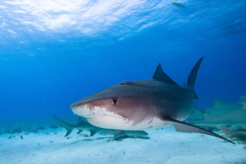 Tiger shark in the clear blue water.
