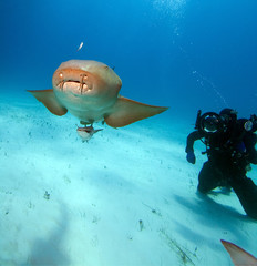 Nurse shark and photographer. Bahamas.