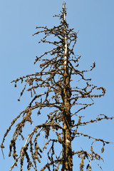 Dead spruce tree covered by Icelandic lichen