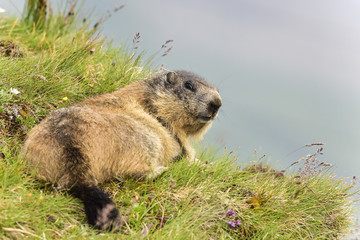 Alpine marmot
