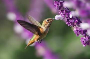 A hummingbird (likely an Allen's) hovering and feeding on Mexican Bush Sage. © angeldibilio