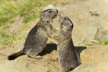 Juvenile Alpine marmot