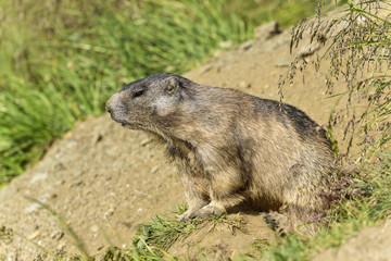 Naklejka premium Alpine marmot