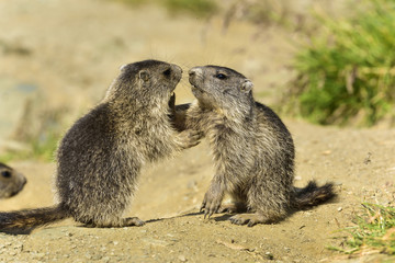 Juvenile Alpine marmot