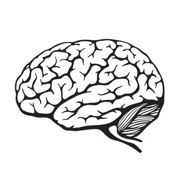 Human brain. Vector illustration