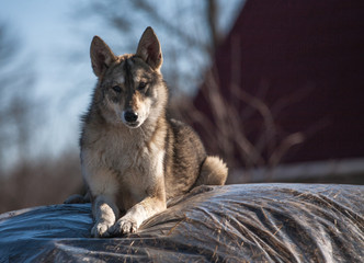 Siberian dog