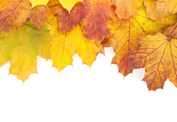 Naklejka na ściany i meble Colorful autumn maple leaves frame