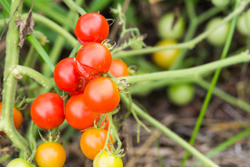 Small cherry tomatoes split from sun
