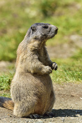 Alpine marmot
