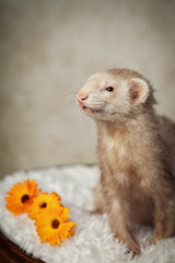 hübsches Frettchen mit Blumen
