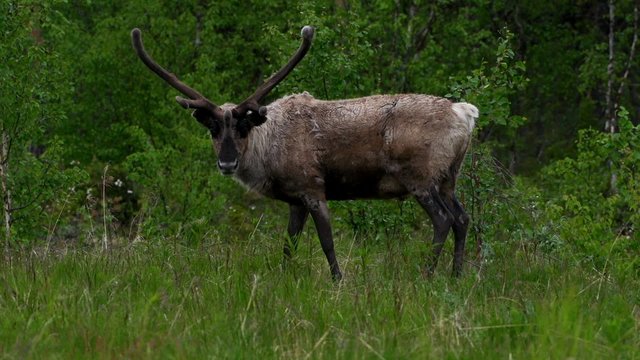 Rentiere in schwedisch Lapland