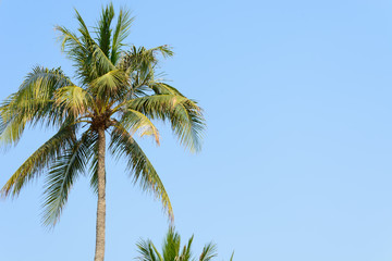 coconut tree on blue sky background