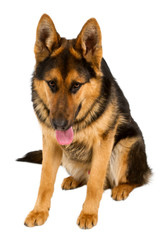 German Shepherd