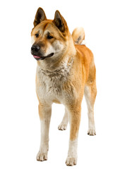 Akita Inu