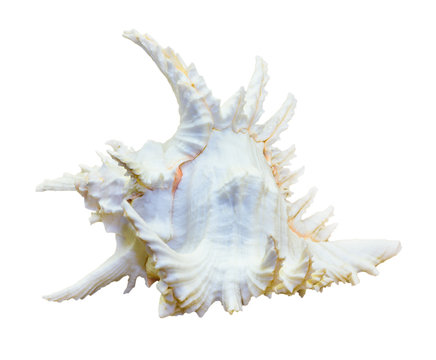 Shell of Chicoreus Ramosus, Ramose Murex