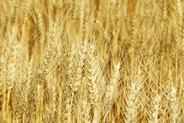 Ears of the wheat in golden-yellow tones