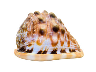 Shell of Cypraecassis Rufa or Bullmouth Helmet
