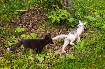 Young Silver Fox Chases after Young Marble Fox (Vulpes vulpes)