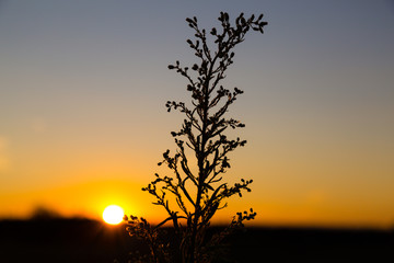 Wild flowers  , herbs  against a  sunset, natural background.