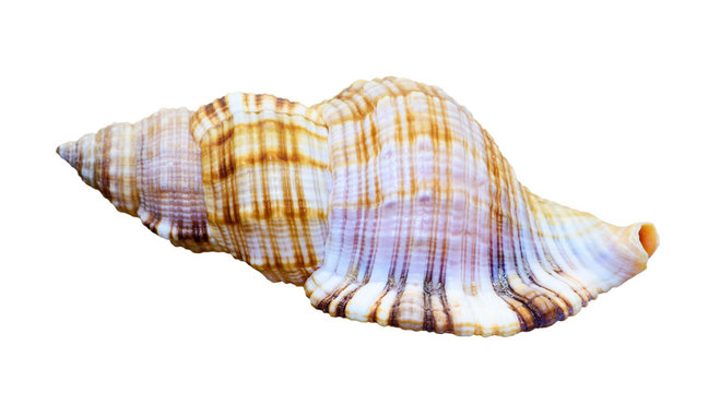 Shell of sea snail