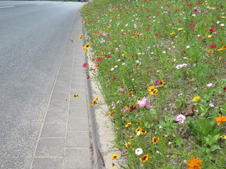 Blumen treffen Asphalt