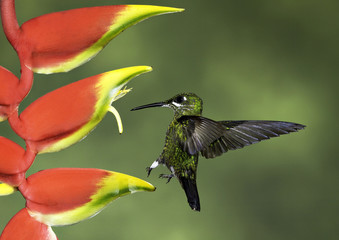 Green-Crowned Brilliant (Heliodoxa jacula) landing to feed at a flower in Costa Rica